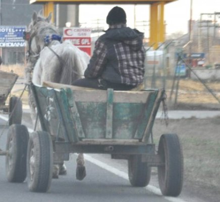 Prinşi după ce s-au întors cu căruţele de la furat din Bulgaria